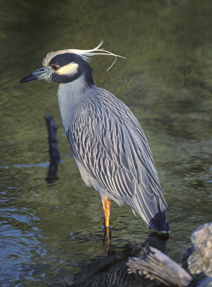Yellow_crowned_Night_Heron_94_FL_002