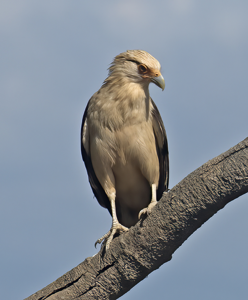 Yellow_headed_Caracara_17_Costa_Rica_004