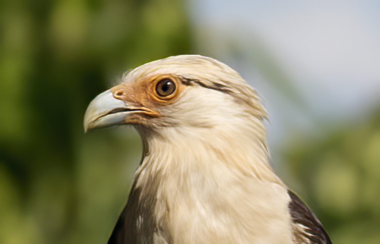Yellow_headed_Caracara_17_Costa_Rica_007