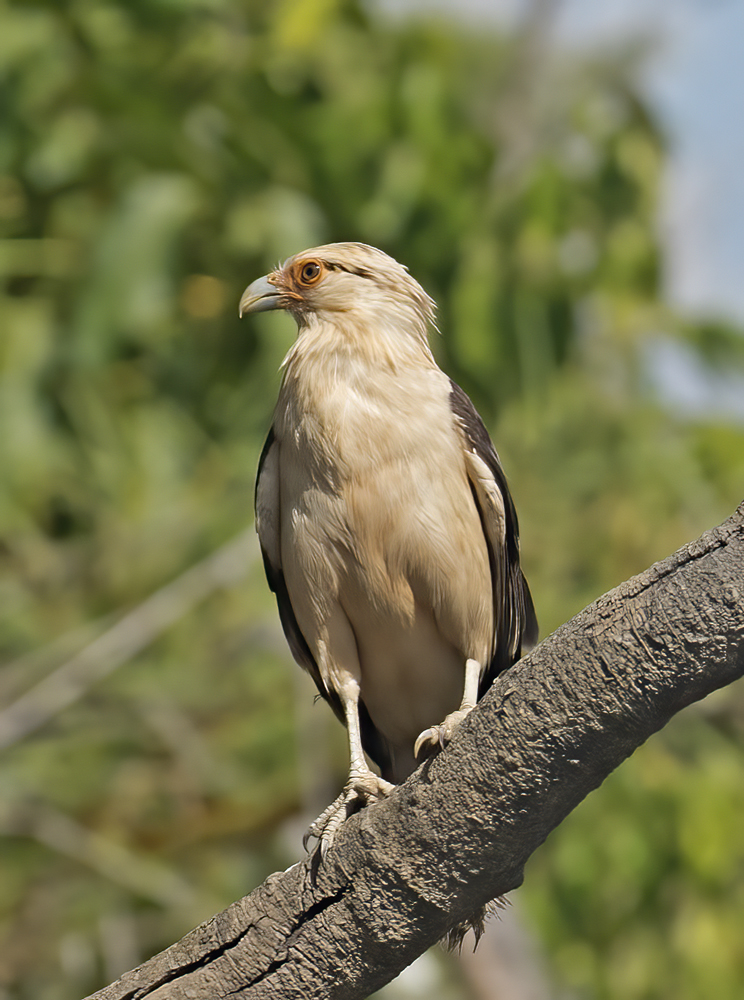 Yellow_headed_Caracara_17_Costa_Rica_008