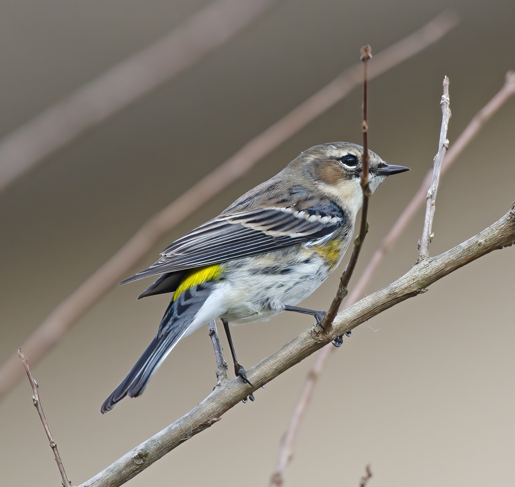 Yellow_rumped_Warbler_12_FL_001