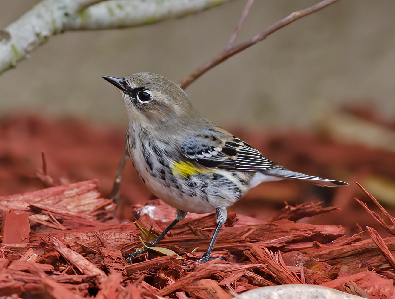 Yellow_rumped_Warbler_12_FL_010