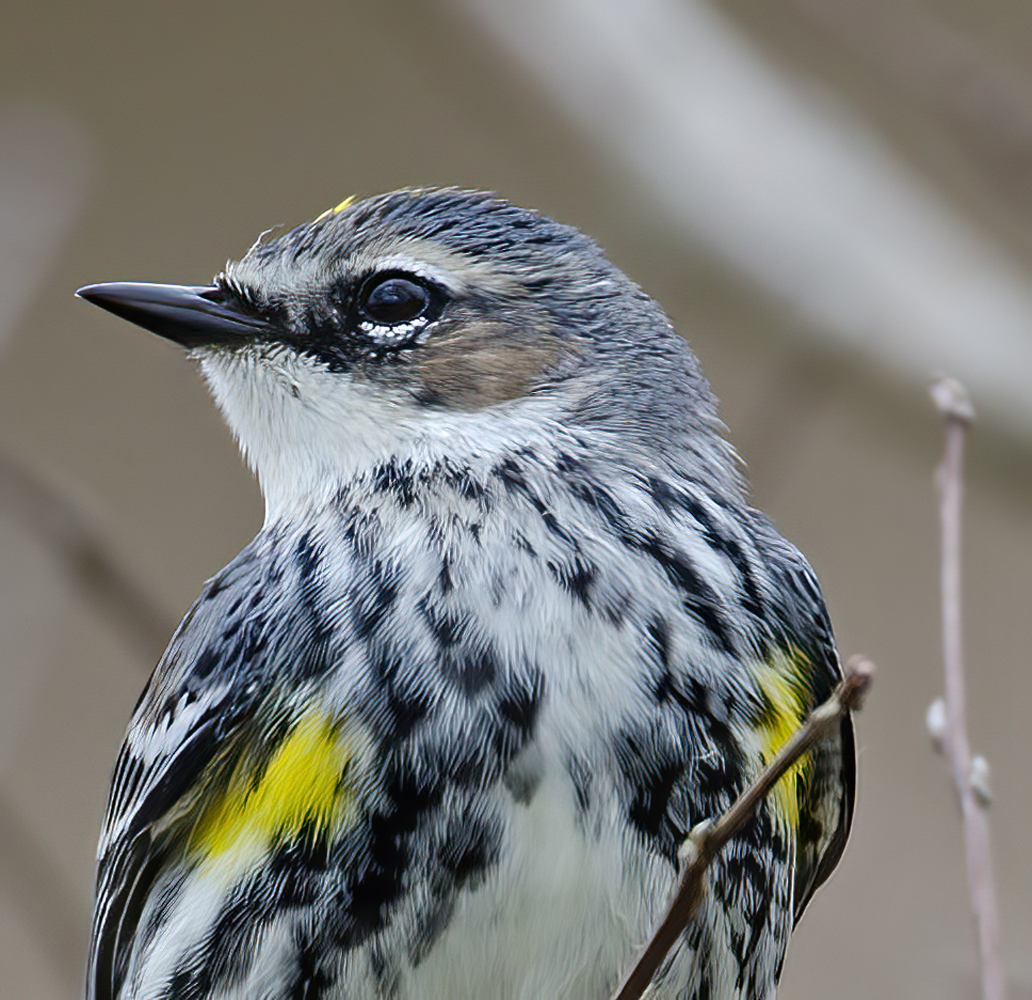 Yellow_rumped_Warbler_12_FL_020a