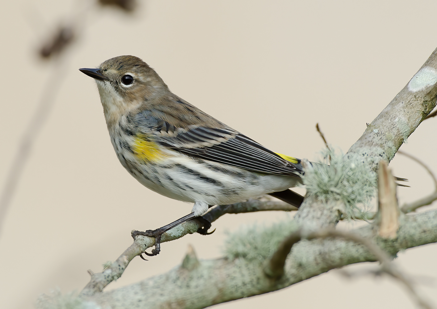 Yellow_rumped_Warbler_12_FL_040