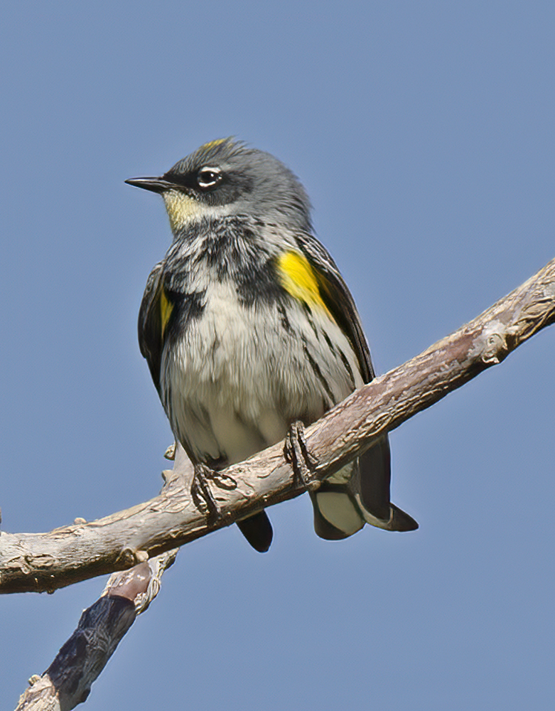 Yellow_rumped_Warbler_13_CA_004