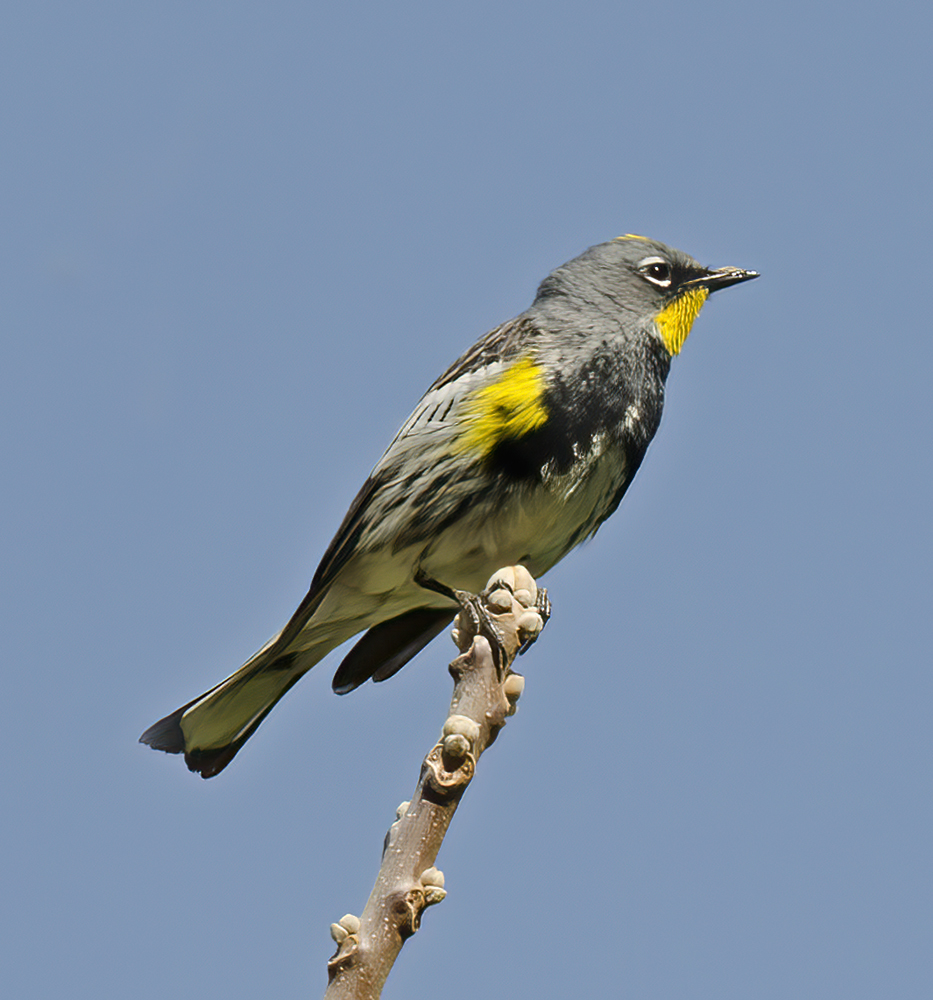 Yellow_rumped_Warbler_13_CA_017