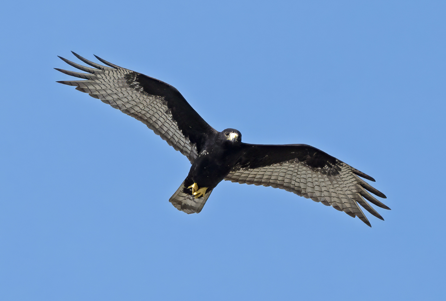 Zone-tailed_Hawk_24_TX_C_508