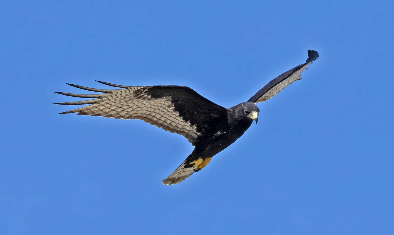 Zone-tailed_Hawk_24_TX_C_511