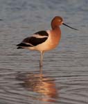 American Avocet