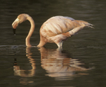 American Flamingo