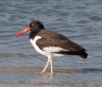 American Oystercatcher