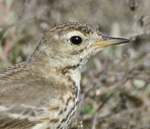 American Pipit