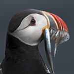 Atlantic Puffin Photo