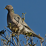 Band-tailed Pigeon