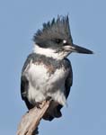 Belted Kingfisher