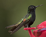 Black-bellied Hummingbird