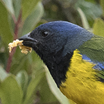 Black-chested Mountain-tanager