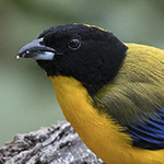 Black-chinned Mountain-tanager