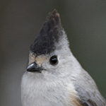 Black-crested Titmouse