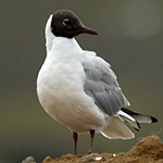 Black-headed Gulld Photo