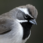 Black-throated Sparrow