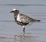 PLOVER