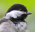 Black-capped Chickadee