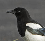 Blackbilled Magpie