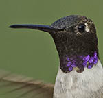 Black-chinned Hummingbird