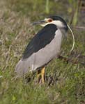 Black-crowned Night-Heron