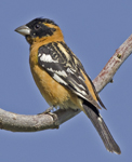 Black-headed Grosbeak