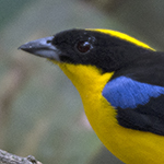 Blue-winged Mountain-tanager