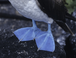 footed Booby