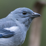 Blue-grey Tanager