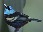 Blue-necked Tanager