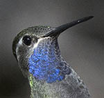 Blue-throated Hummingbird