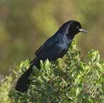 Boat-tailed Grackle