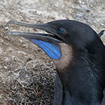 Brandt's Cornorant Photo