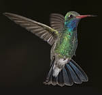 Broad-billed Hummingbird
