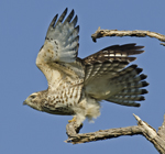 Broad-winged Hawk