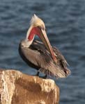 Brown Pelican