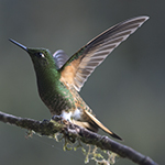 Buff-tailed Coronet