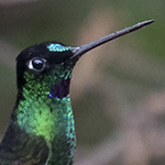 Buff-winged Starfrontlet