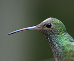 Buff-bellied Hummingbird