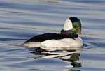 Bufflehead