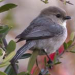 Bushtit Photo