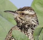 Cactus Wren