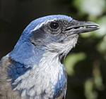 California Scrub-Jay
