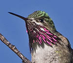 Calliope Hummingbird