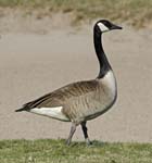 Canadian Goose